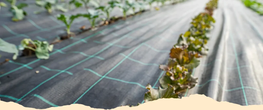 Frutta e verdura di Orto st'Orto, come ortaggi e insalate, coltivati in campo su telo pacciamante.